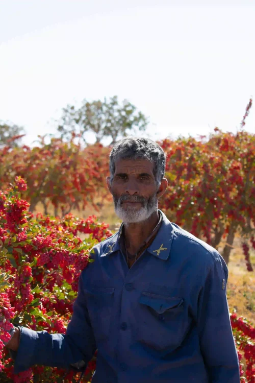 image-osaffron-farmer.v8