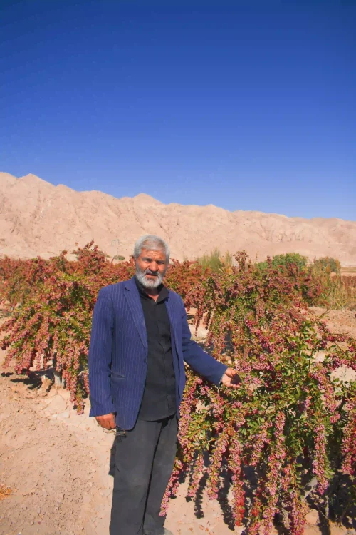 image-osaffron-farmer.v4